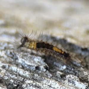 Lepidoptera unclassified IMMATURE moth at Casey, ACT - 13 Apr 2024