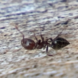 Crematogaster sp. (genus) at Casey, ACT - 13 Apr 2024