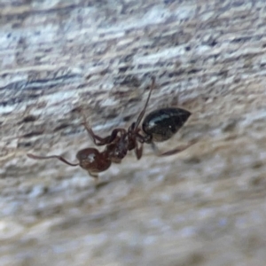 Crematogaster sp. (genus) at Casey, ACT - 13 Apr 2024 03:10 PM