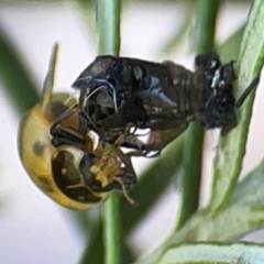 Hippodamia variegata at Casey, ACT - 13 Apr 2024