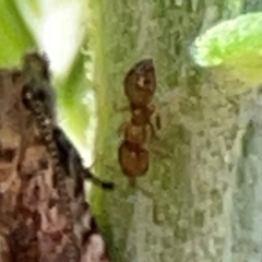 Formicidae (family) (Unidentified ant) at Casey, ACT - 13 Apr 2024 by Hejor1