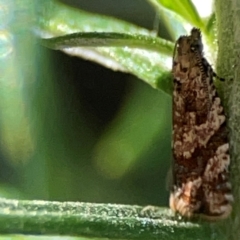 Euphona euphona (A Tortricid moth) at Casey, ACT - 13 Apr 2024 by Hejor1