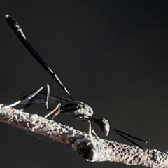Gasteruption sp. (genus) (Gasteruptiid wasp) at Casey, ACT - 13 Apr 2024 by Hejor1