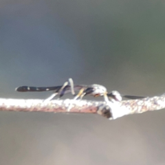 Gasteruption sp. (genus) at Casey, ACT - 13 Apr 2024