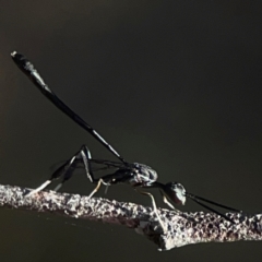 Gasteruption sp. (genus) at Casey, ACT - 13 Apr 2024