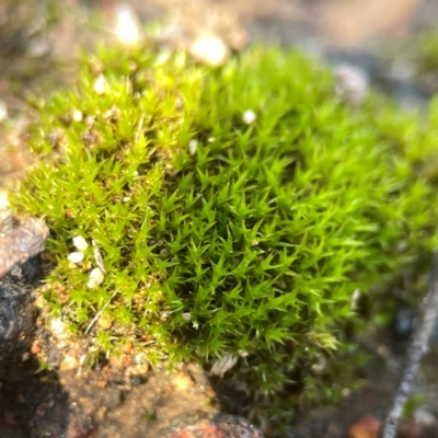Unidentified Moss, Liverwort or Hornwort at Casey, ACT - 13 Apr 2024 by Hejor1