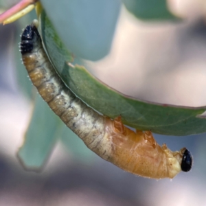 Symphyta (suborder) at Casey, ACT - 13 Apr 2024