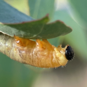 Symphyta (suborder) at Casey, ACT - 13 Apr 2024