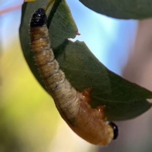 Symphyta (suborder) at Casey, ACT - 13 Apr 2024