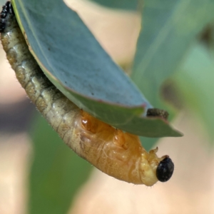 Symphyta (suborder) at Casey, ACT - 13 Apr 2024