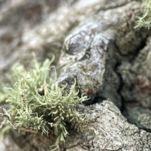 Usnea sp. (genus) at Casey, ACT - 13 Apr 2024