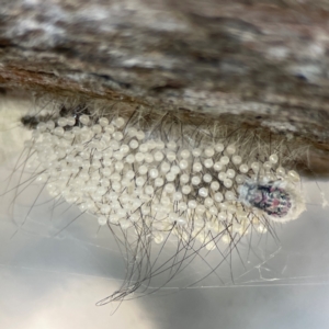 Anestia (genus) at Casey, ACT - 13 Apr 2024