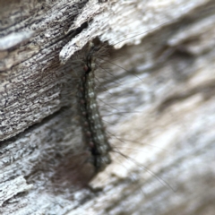 Anestia (genus) at Casey, ACT - 13 Apr 2024