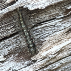 Anestia (genus) at Casey, ACT - 13 Apr 2024