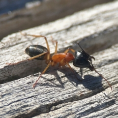 Camponotus consobrinus (Banded sugar ant) at Casey, ACT - 13 Apr 2024 by Hejor1