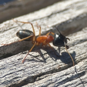 Camponotus consobrinus at Casey, ACT - 13 Apr 2024