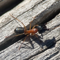 Camponotus consobrinus at Casey, ACT - 13 Apr 2024 03:37 PM