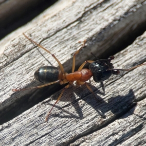 Camponotus consobrinus at Casey, ACT - 13 Apr 2024