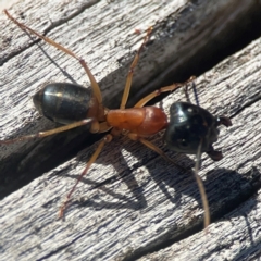 Camponotus consobrinus at Casey, ACT - 13 Apr 2024