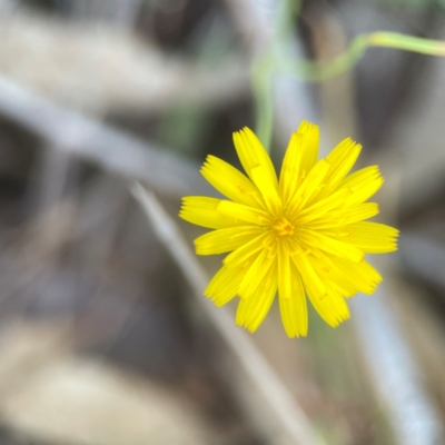 Hypochaeris radicata (Cat's Ear, Flatweed) at Casey, ACT - 13 Apr 2024 by Hejor1