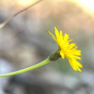 Hypochaeris radicata at Casey, ACT - 13 Apr 2024