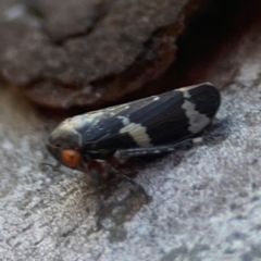 Eurymeloides punctata at Casey, ACT - 13 Apr 2024 03:46 PM