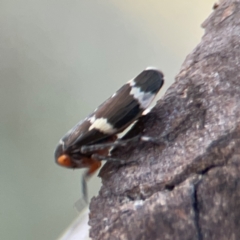 Eurymeloides punctata at Casey, ACT - 13 Apr 2024 03:46 PM