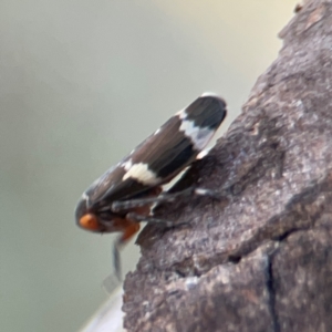 Eurymeloides punctata at Casey, ACT - 13 Apr 2024