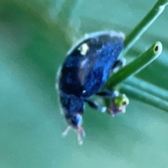 Coccinellidae (family) at Casey, ACT - 13 Apr 2024 03:47 PM