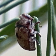 Elaphodes sp. (genus) (Leaf beetle) at Casey, ACT - 13 Apr 2024 by Hejor1