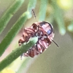 Elaphodes sp. (genus) at Casey, ACT - suppressed