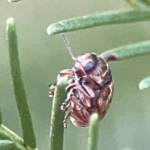 Elaphodes sp. (genus) at Casey, ACT - suppressed