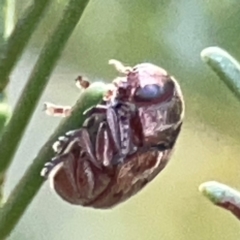 Elaphodes sp. (genus) at Casey, ACT - suppressed