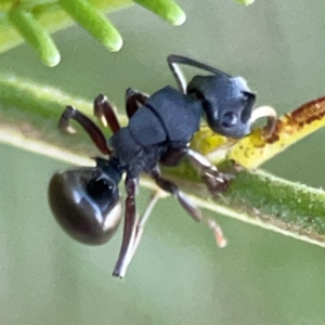 Polyrhachis phryne at Casey, ACT - 13 Apr 2024 03:51 PM