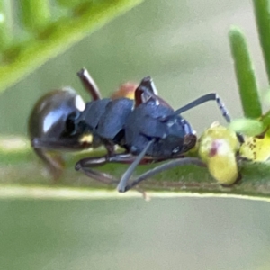 Polyrhachis phryne at Casey, ACT - 13 Apr 2024 03:51 PM