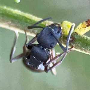 Polyrhachis phryne at Casey, ACT - 13 Apr 2024