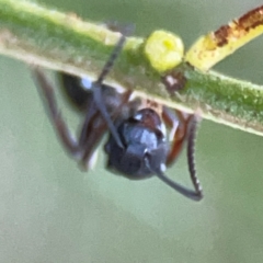 Polyrhachis phryne at Casey, ACT - 13 Apr 2024 03:51 PM