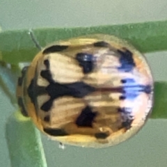 Peltoschema hamadryas (Hamadryas leaf beetle) at Casey, ACT - 13 Apr 2024 by Hejor1