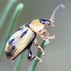 Peltoschema hamadryas at Casey, ACT - 13 Apr 2024