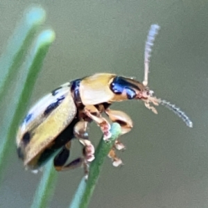 Peltoschema hamadryas at Casey, ACT - 13 Apr 2024