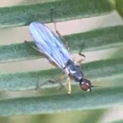 Empididae sp. (family) (Dance fly) at Casey, ACT - 13 Apr 2024 by Hejor1