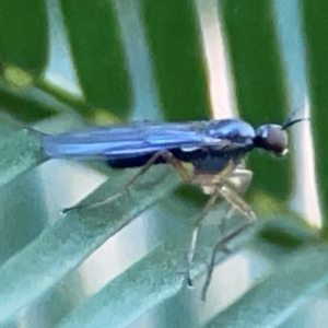 Empididae sp. (family) at Casey, ACT - 13 Apr 2024