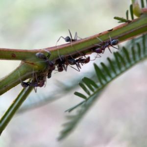 Iridomyrmex purpureus at Casey, ACT - 13 Apr 2024