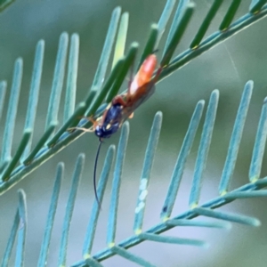 Ichneumonidae (family) at Casey, ACT - 13 Apr 2024