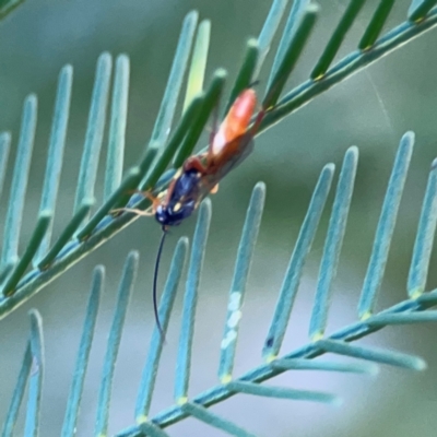 Ichneumonidae (family) (Unidentified ichneumon wasp) at Casey, ACT - 13 Apr 2024 by Hejor1