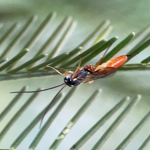 Ichneumonidae (family) at Casey, ACT - 13 Apr 2024