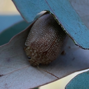 Paropsis atomaria at Casey, ACT - 13 Apr 2024