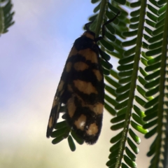 Asura lydia (Lydia Lichen Moth) at Casey, ACT - 13 Apr 2024 by Hejor1