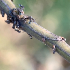 Acizzia acaciaedecurrentis at Casey, ACT - 13 Apr 2024