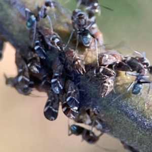 Iridomyrmex rufoniger at Casey, ACT - 13 Apr 2024